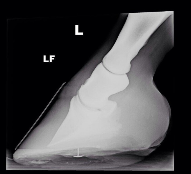 Nutrition related conditions such as laminitis will be explained in the free online course.