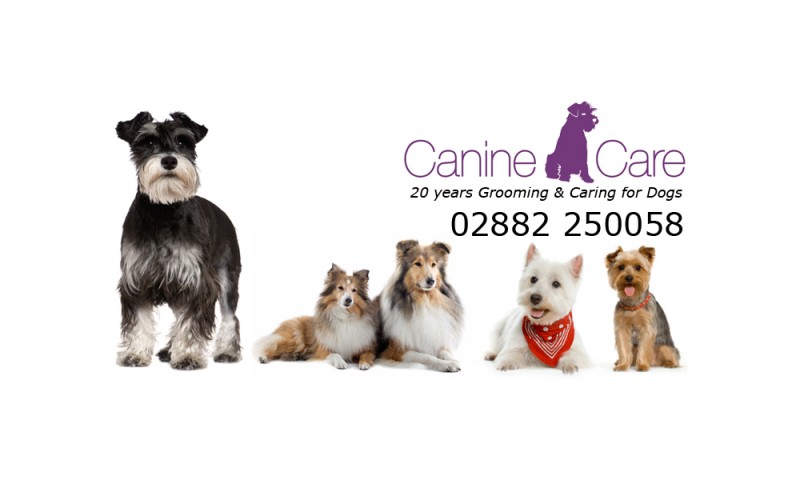 Business Profile: Canine Care